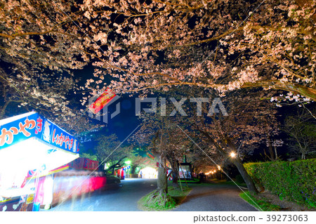 Mother cherry blossoms park night cherry blossoms 39273063
