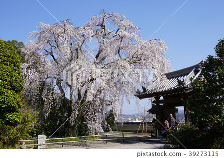 "Senkoji Temple" located in Joto, Tsuyama City: Cherry blossoms in full bloom "Senkoji Temple" located in Joto, Tsuyama City: Cherry blossoms in full bloom 39273115