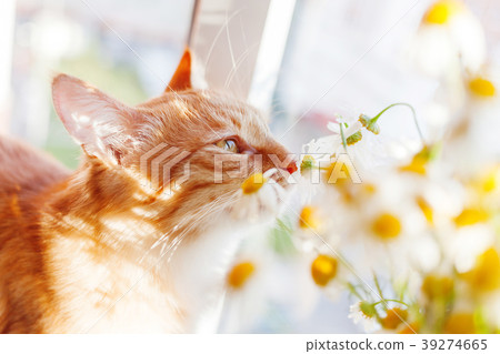 Cute ginger cat smelling a bouquet of camomiles. 39274665