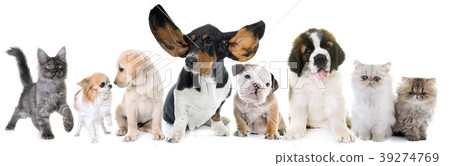 puppies and kitten in studio 39274769