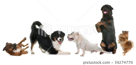 playind dogs in studio playind dogs in studio 39274770