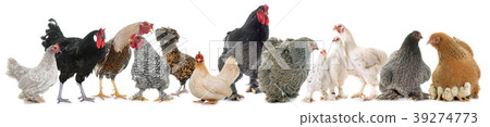 group of chicken 39274773