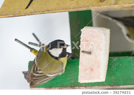 The great tit sitting on tree branch. The great tit sitting on tree branch. 39274831