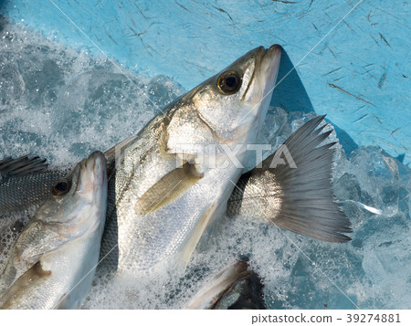 Suzuki landing at the fishing port 39274881