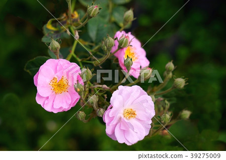 Pink foribunda roses with buds blooming in garden 39275009