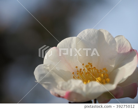 茶花 茶花 39275012