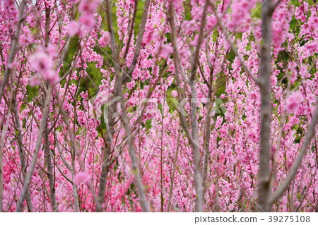 Orchard peach flower 7 39275108