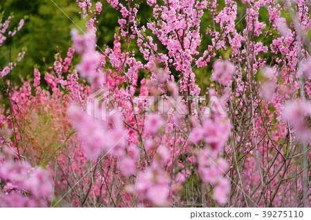 Orchard peach flower 8 39275110