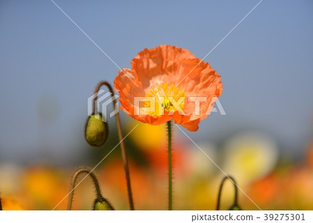 Poppy Poppy 39275301