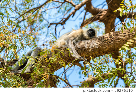 Gray langur monkeys at Sahasralinga Talav in Patan Gray langur monkeys at Sahasralinga Talav in Patan 39276110