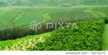 tea farm on the hill 39276255
