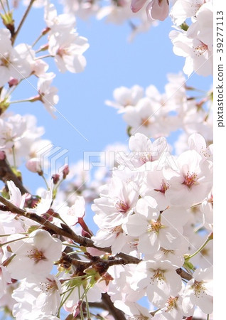 櫻花和藍天 櫻花和藍天 39277113