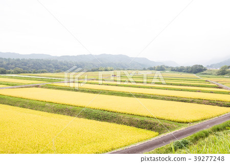 Paddy field 39277248