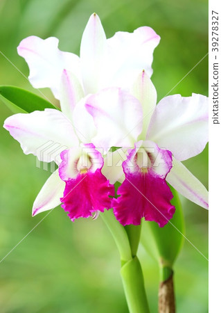Cattleya Dorothyoka Hinomoto 39278327