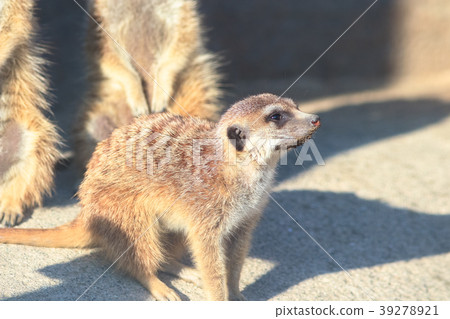 meerkat meerkat 39278921
