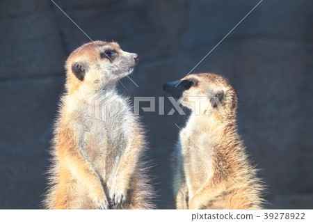 meerkat  39278922