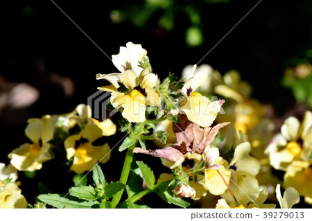 Linaria盛開在三鷹中原 Linaria盛開在三鷹中原 39279013