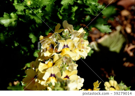 Linaria盛開在三鷹中原 39279014