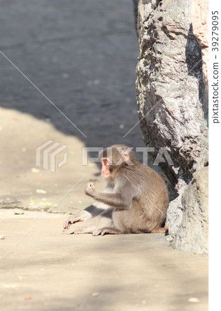 Japanese macaques 39279095