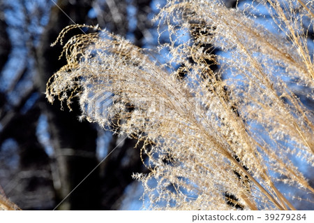 Ssu的耳朵在三鷹中原盛開 39279284