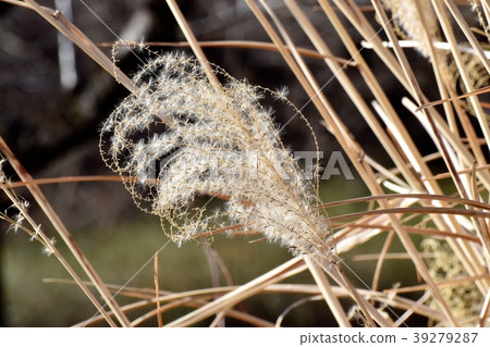 Ear of Ssu blooms in Mitaka Nakahara 39279287