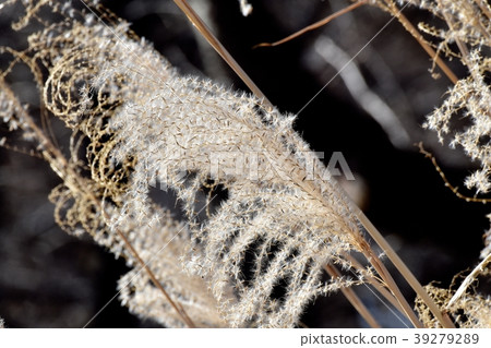 Ear of Ssu blooms in Mitaka Nakahara 39279289