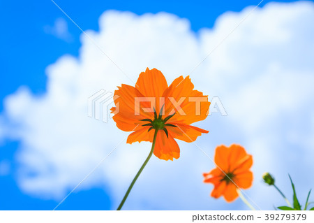 Yellow flower on blue sky background.  39279379