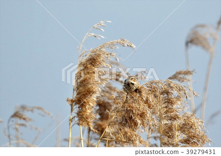 Ohjulin Ohjulin 39279431