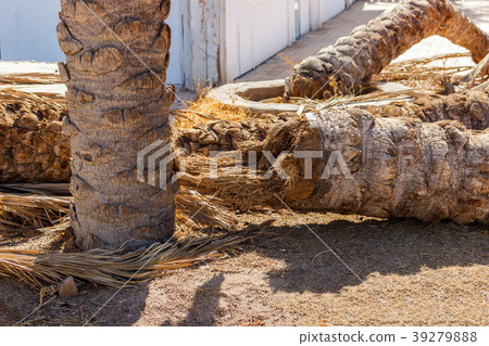 Fallen palm tree on the ground. withered palm tree 39279888
