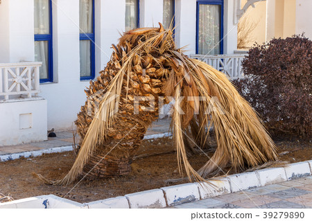 Fallen palm tree on the ground. withered palm tree 39279890