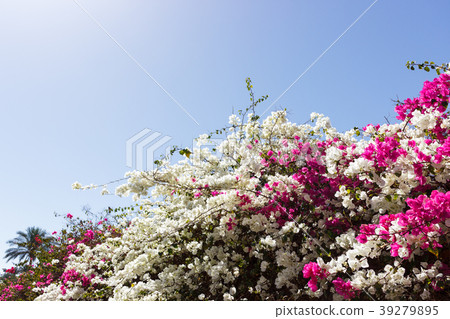 white and pink Bougainvillea flowers on background 39279895