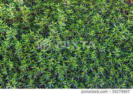 Green leaf texture Leaf of tree background Green leaf texture Leaf of tree background 39279907