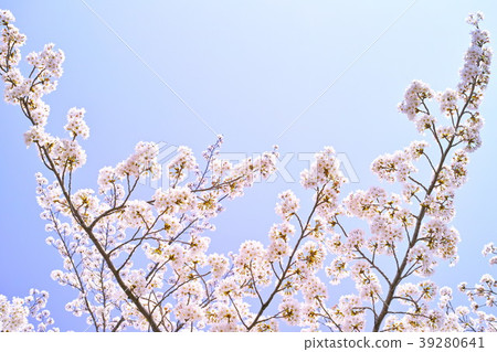 春天的形象櫻花盛開的時候 39280641