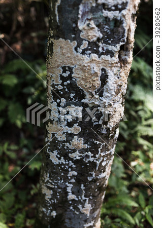 Trunk Trunk 39280662