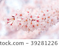 Cherry Blossoms	 39281226