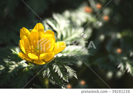 When it blooms When it blooms 39281238