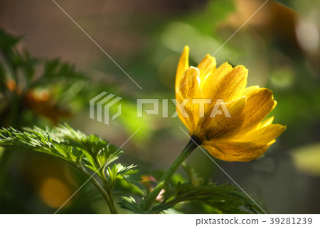 When it blooms When it blooms 39281239