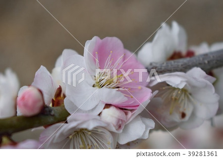 Genpei開花的梅花 Genpei開花的梅花 39281361