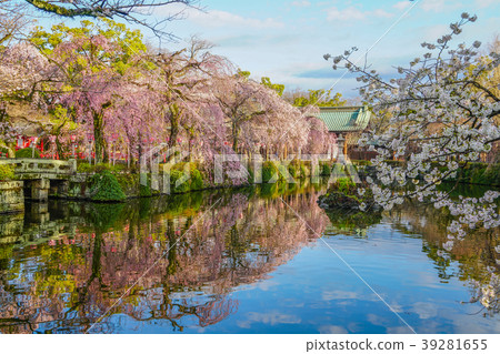 三島Taisha櫻桃樹 三島Taisha櫻桃樹 39281655