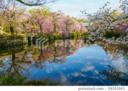 Mishima Taisha Cherry tree 39281661