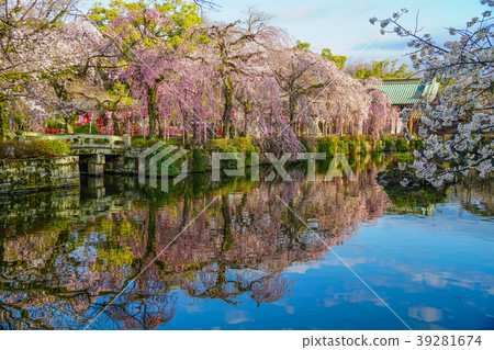 Mishima Taisha Cherry tree 39281674