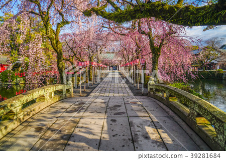 三島Taisha櫻桃樹 三島Taisha櫻桃樹 39281684