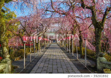 Mishima Taisha Cherry tree Mishima Taisha Cherry tree 39281692