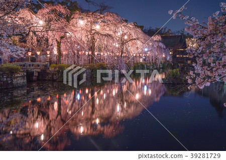 Mishima Taisha Cherry tree Mishima Taisha Cherry tree 39281729