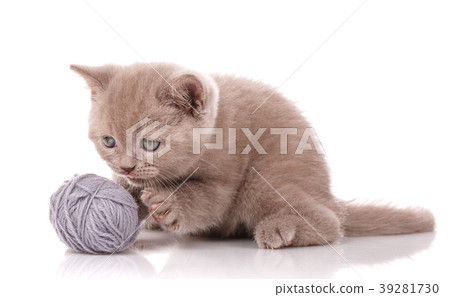 A kitten is played with a ball of threads on a A kitten is played with a ball of threads on a 39281730