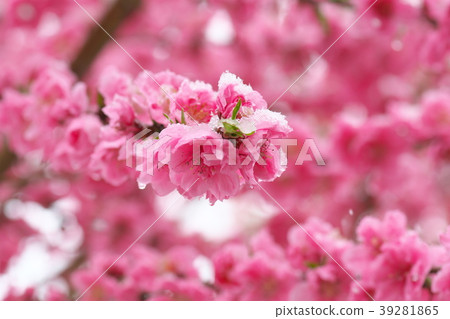 春天小雪和開花的桃子 春天小雪和開花的桃子 39281865