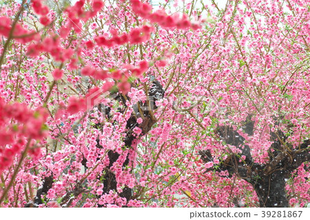春天小雪和開花的桃子 春天小雪和開花的桃子 39281867