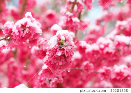 春天小雪和開花的桃子 春天小雪和開花的桃子 39281868