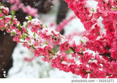 春天小雪和開花的桃子 春天小雪和開花的桃子 39281871