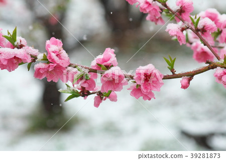 春天小雪和開花的桃子 春天小雪和開花的桃子 39281873